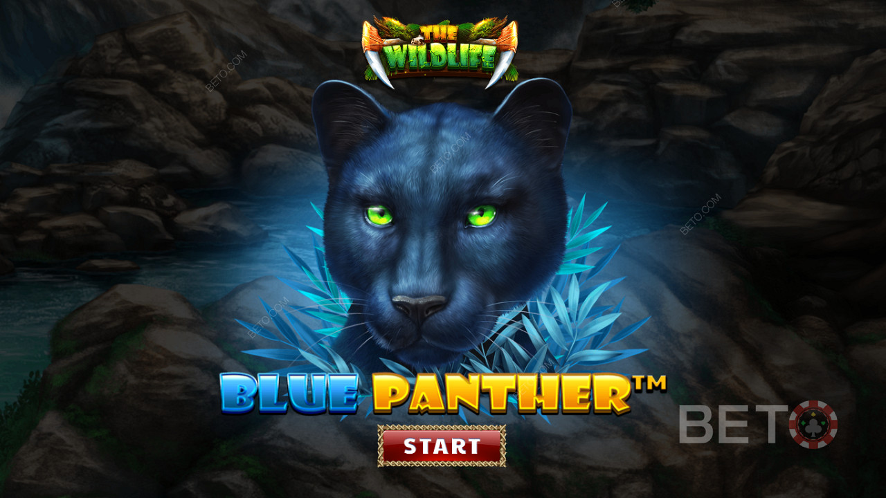 블루 팬서 슬롯의 밤의 야수들 사이에서 정글을 돌아다니세요.