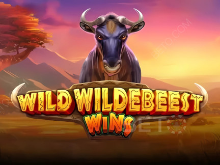 Wild Wildebeest Wins 데모 버전