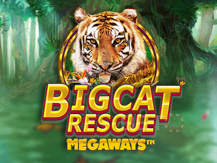 Big Cat Rescue Megaways 데모 버전